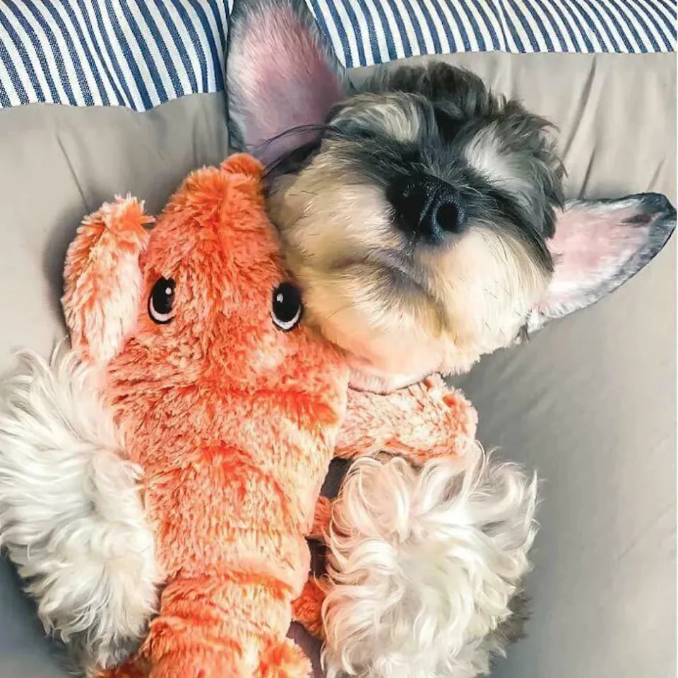 Black Friday Sale🔥Lobster Interactive Dog Toy